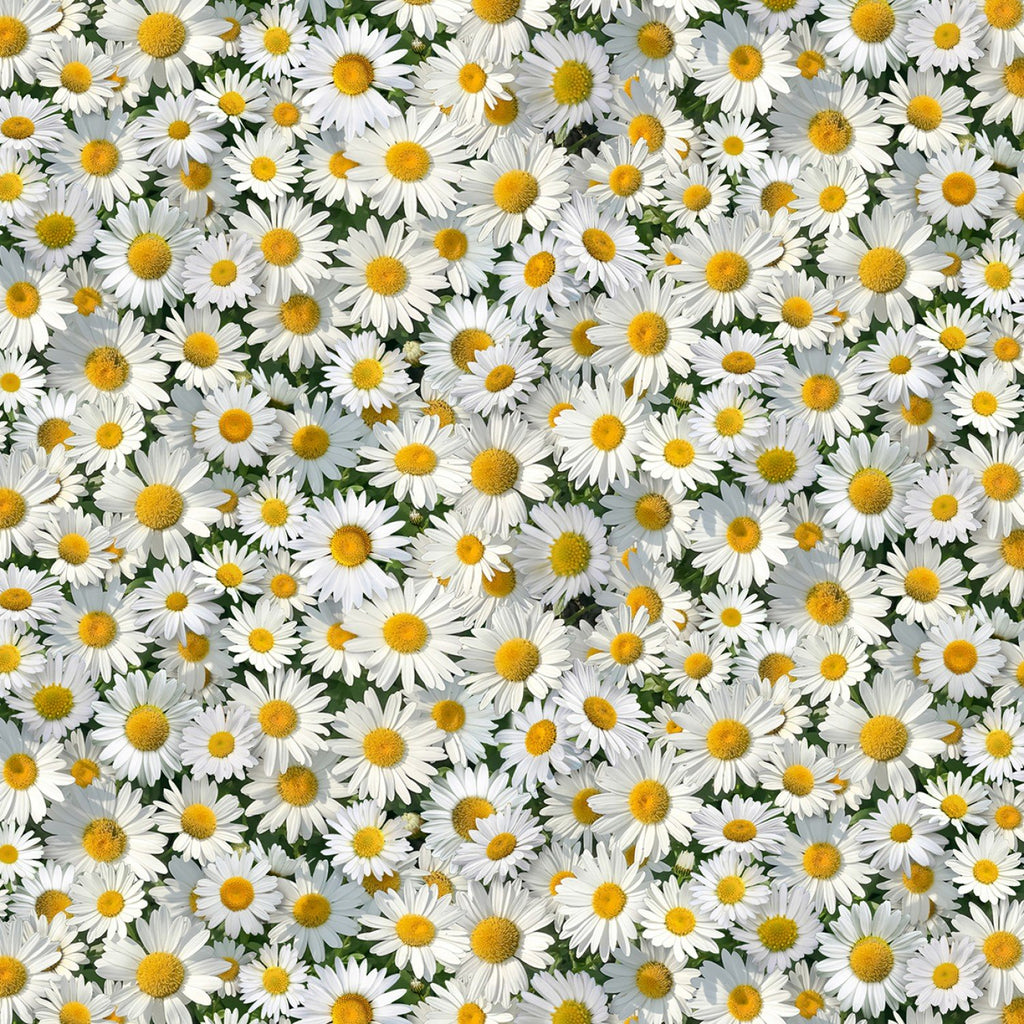 Daisys - 656 White