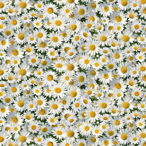 Daisys - 656 White