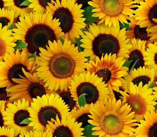 Sunflowers 487 Yellow